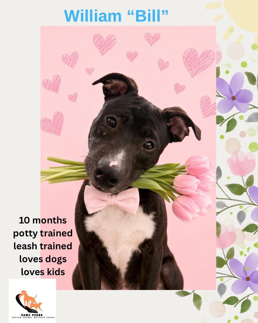 Enlarge Bill, a Adoptable mixed breed in Xenia, OH image 3/6