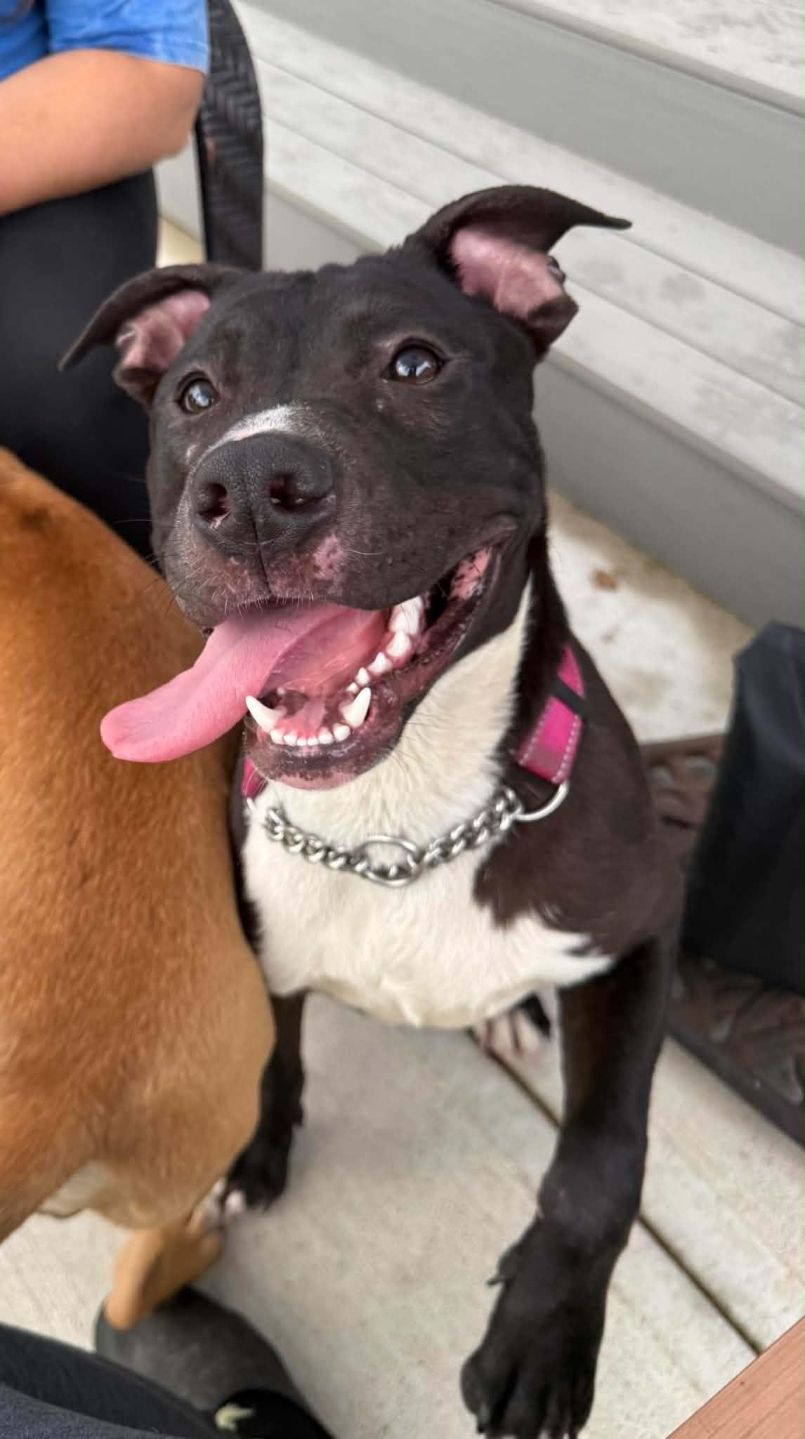 Enlarge Bill, a Adoptable mixed breed in Xenia, OH image 2/6