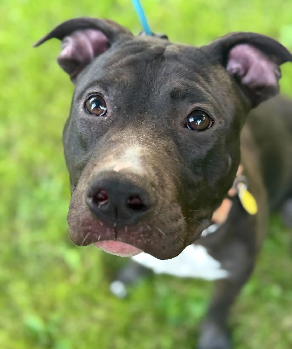 Enlarge Bill, a Adoptable mixed breed in Xenia, OH image 1/6