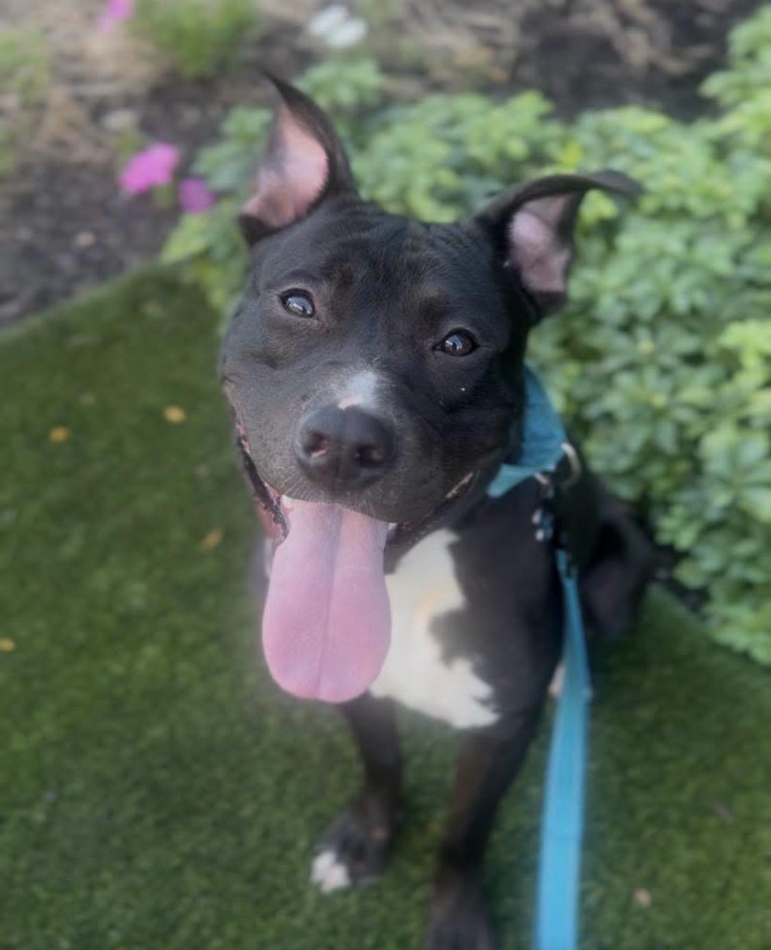 Enlarge Bill, a Adoptable mixed breed in Xenia, OH image 5/6