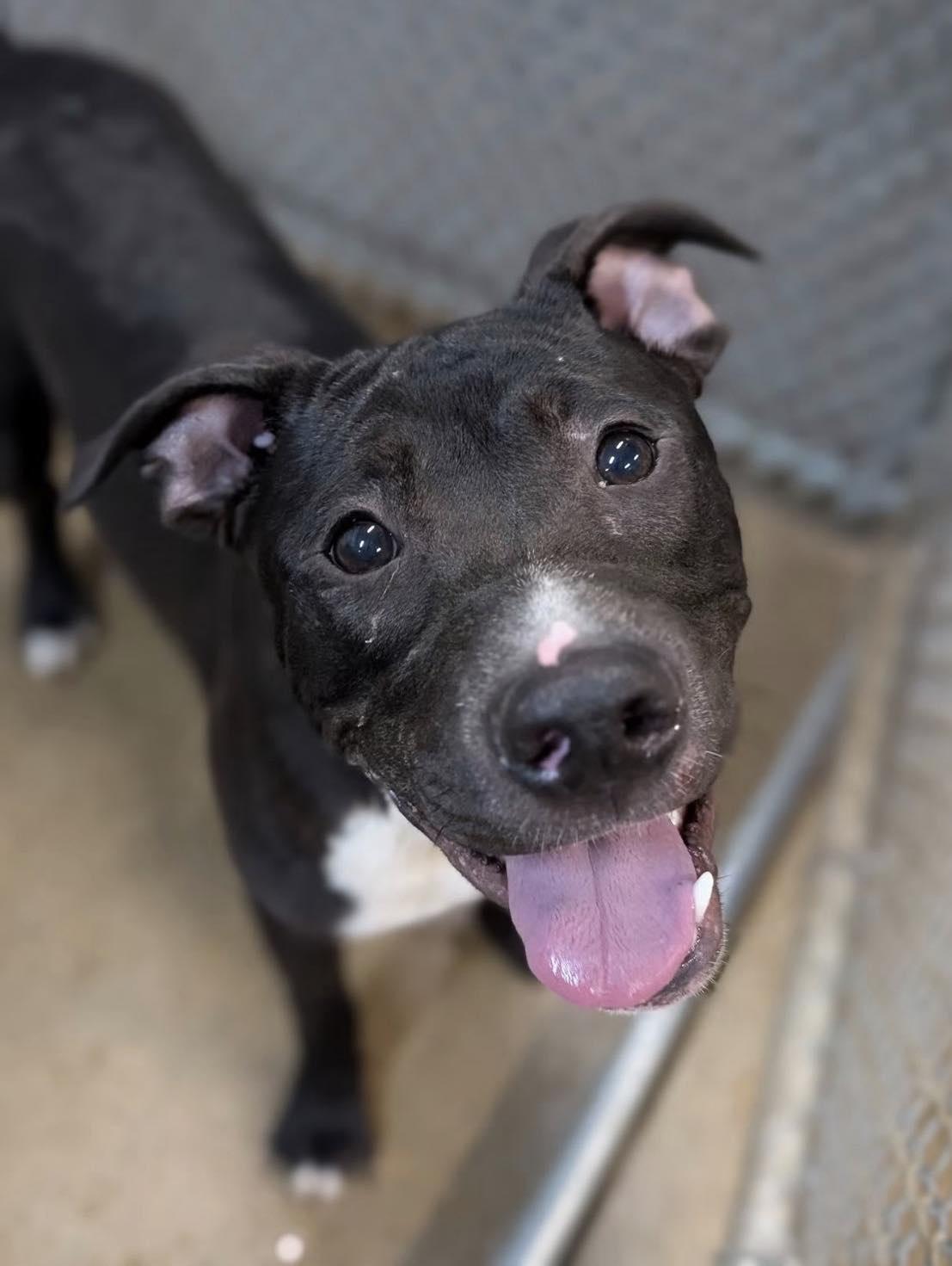 Enlarge Bill, a Adoptable mixed breed in Xenia, OH image 4/6