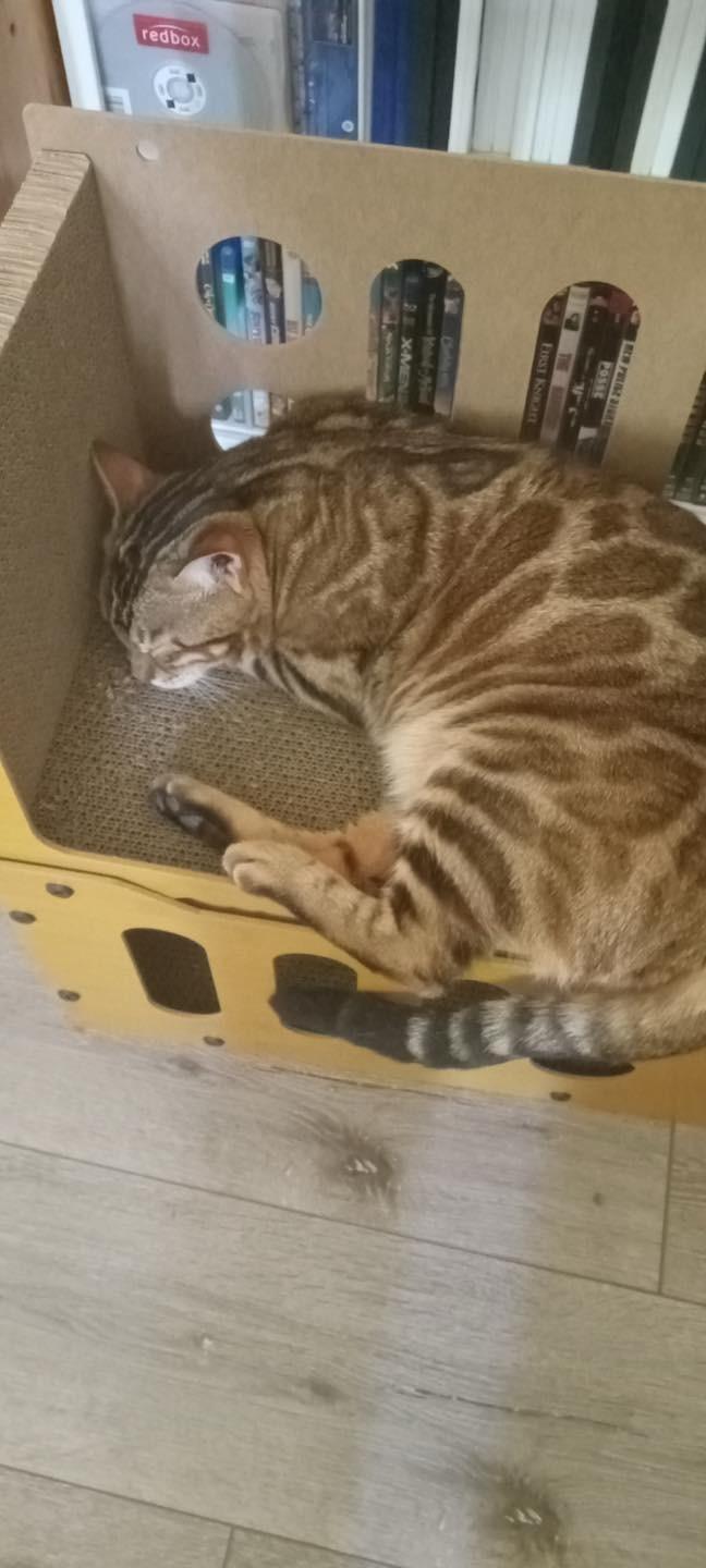 Jasmine - IL, ADOPTABLE, Adult Female Bengal.
