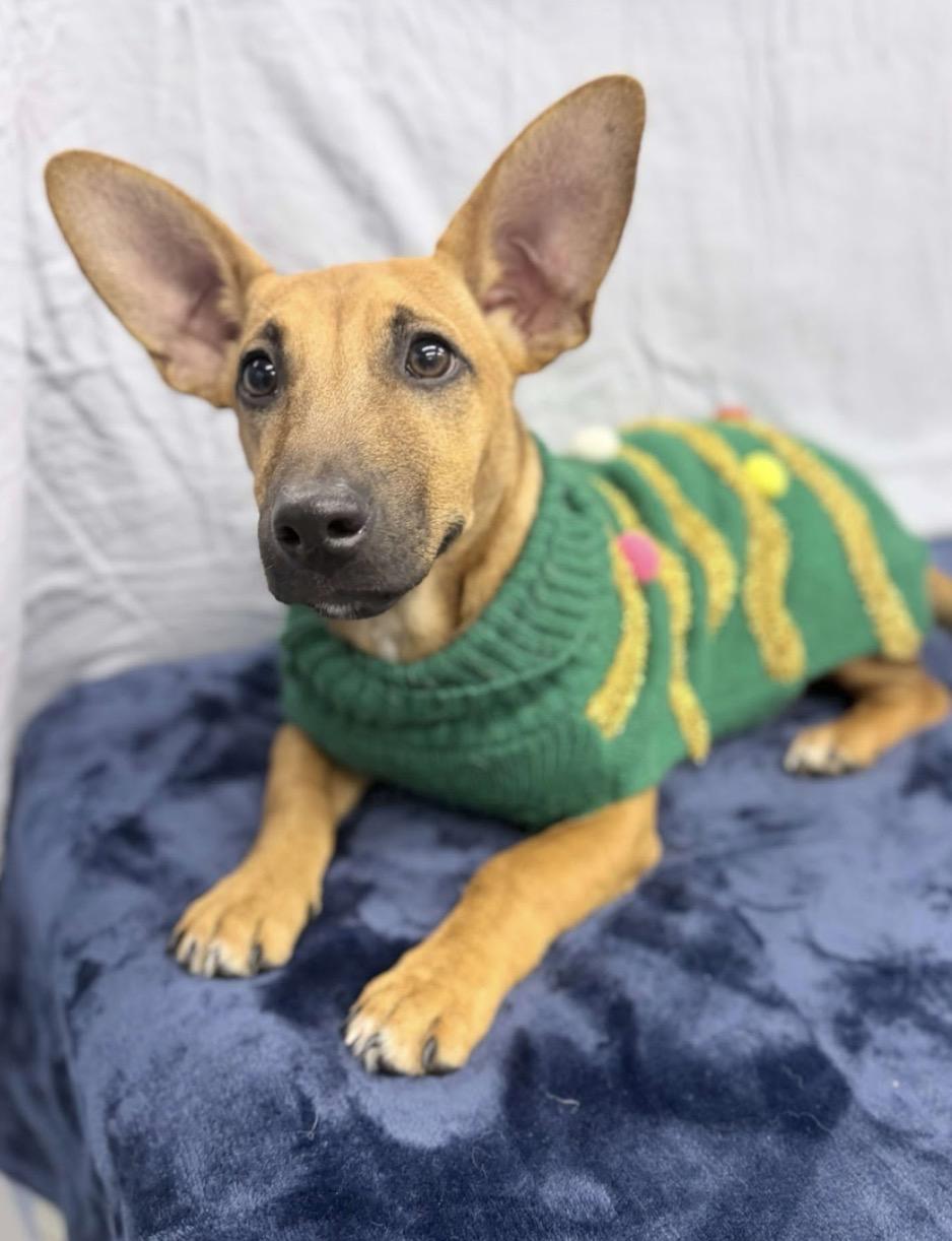 Hotdog, ADOPTABLE, Puppy Male German Shepherd Dog & Dachshund.