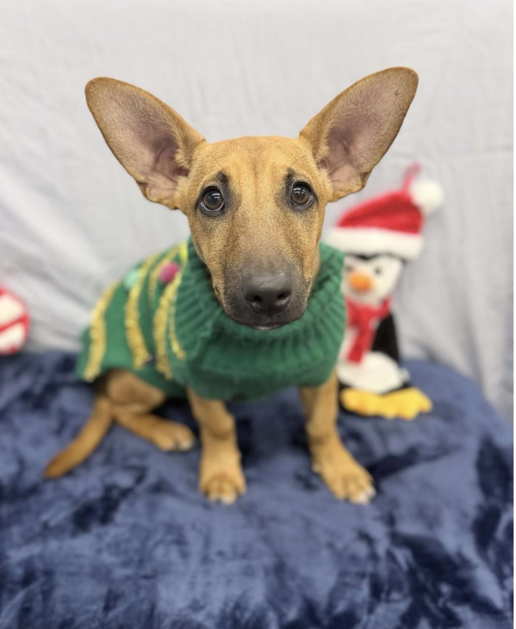 Enlarge Hotdog, a ADOPTABLE mixed breed in Kankakee, IL image 2/2