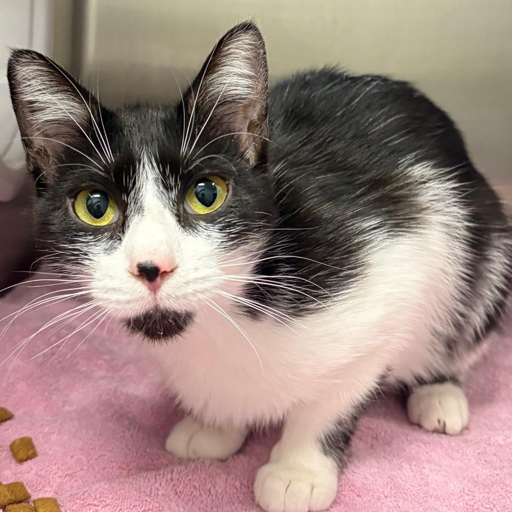 Enlarge Jolly Rancher (Critter Barn), a Adoptable Domestic Short Hair in West Olive, MI image 1/1