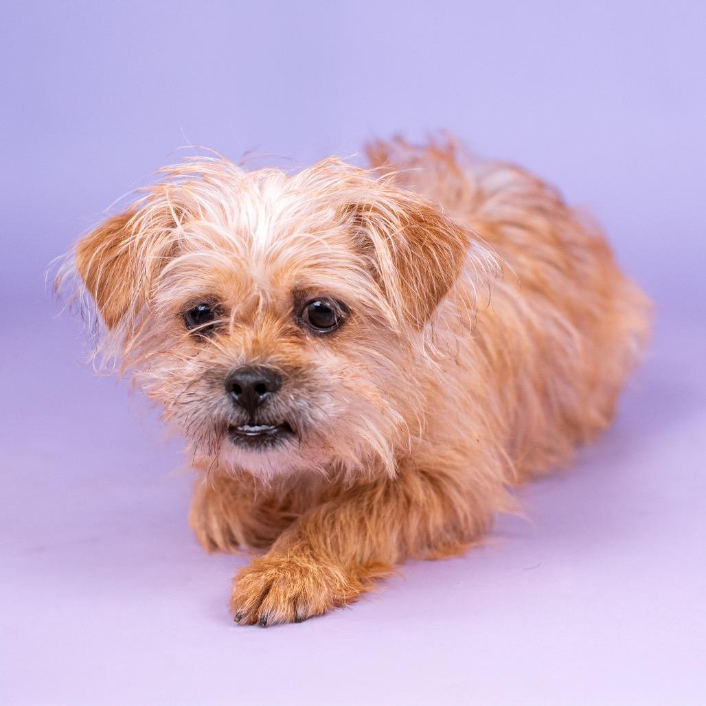 Skizzler thumbnail 3