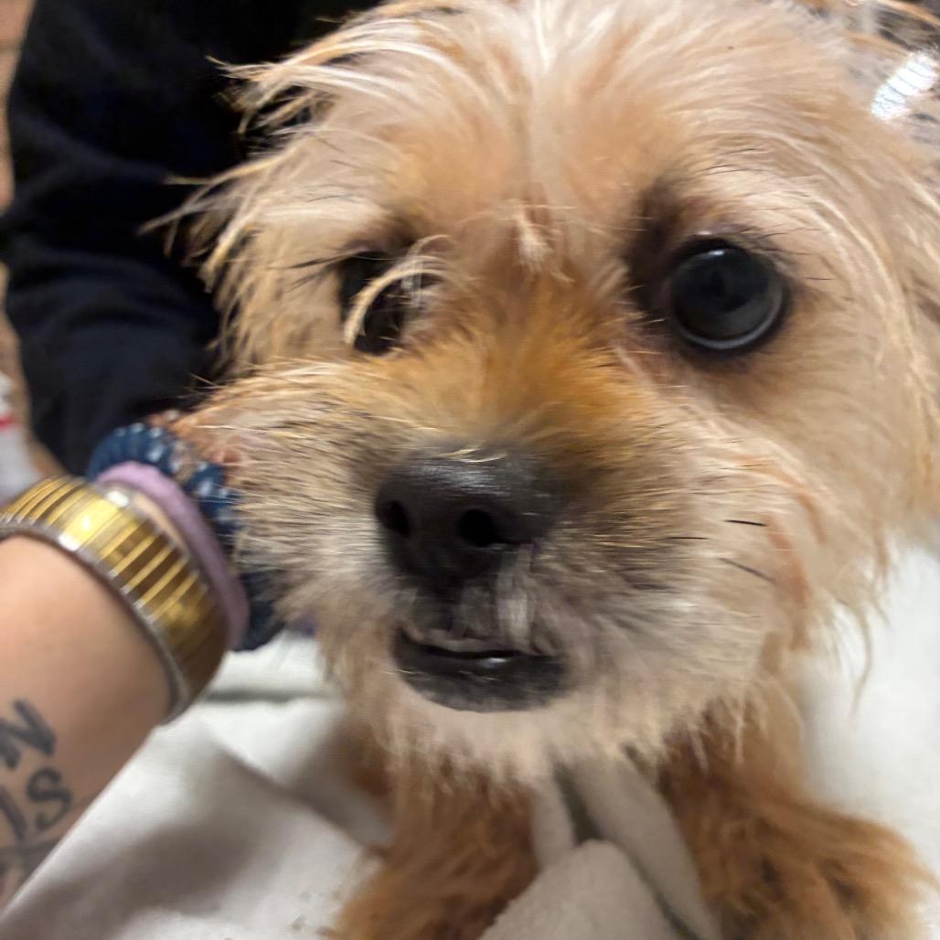 Skizzler thumbnail 4