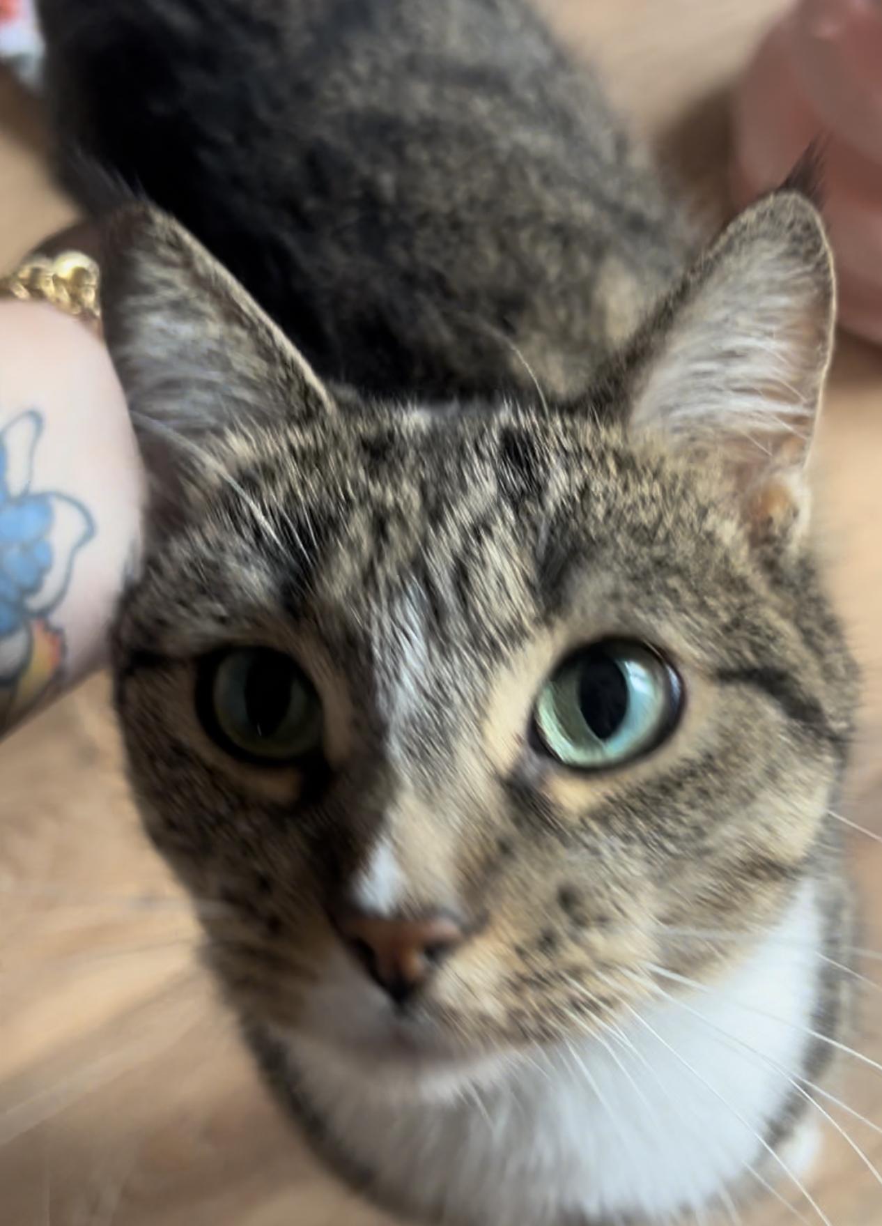 Twinkle, Adoptable, Adult Female Domestic Medium Hair.