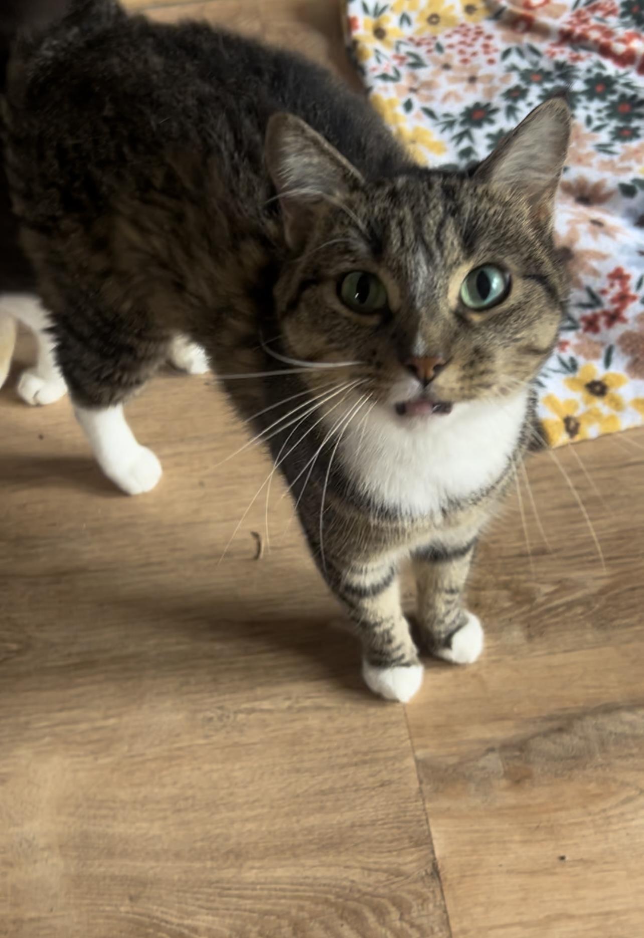 Twinkle, a Adoptable Domestic Medium Hair in Bloomsdale, MO image 2/2