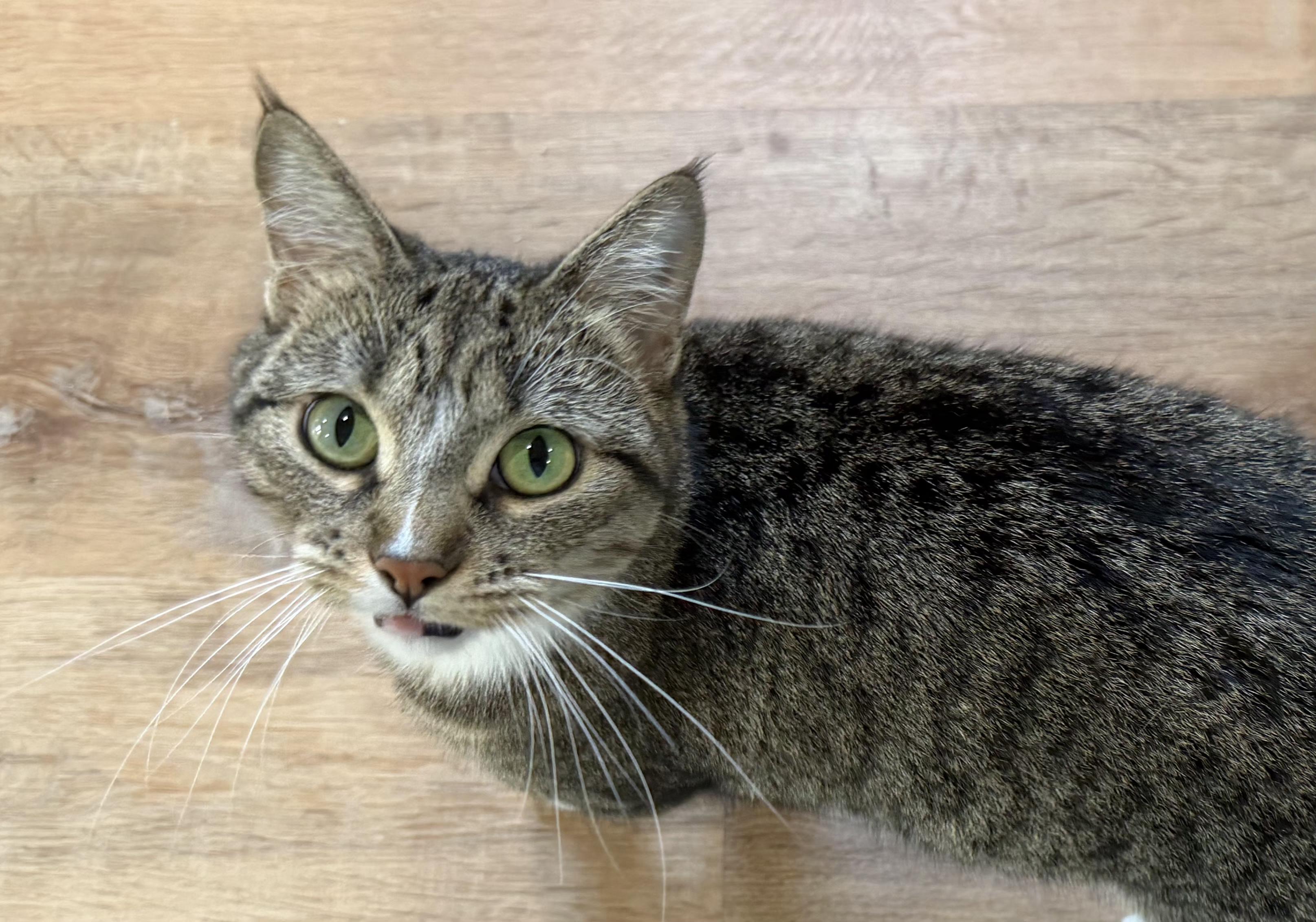 Twinkle, Adoptable, Adult Female Domestic Medium Hair.