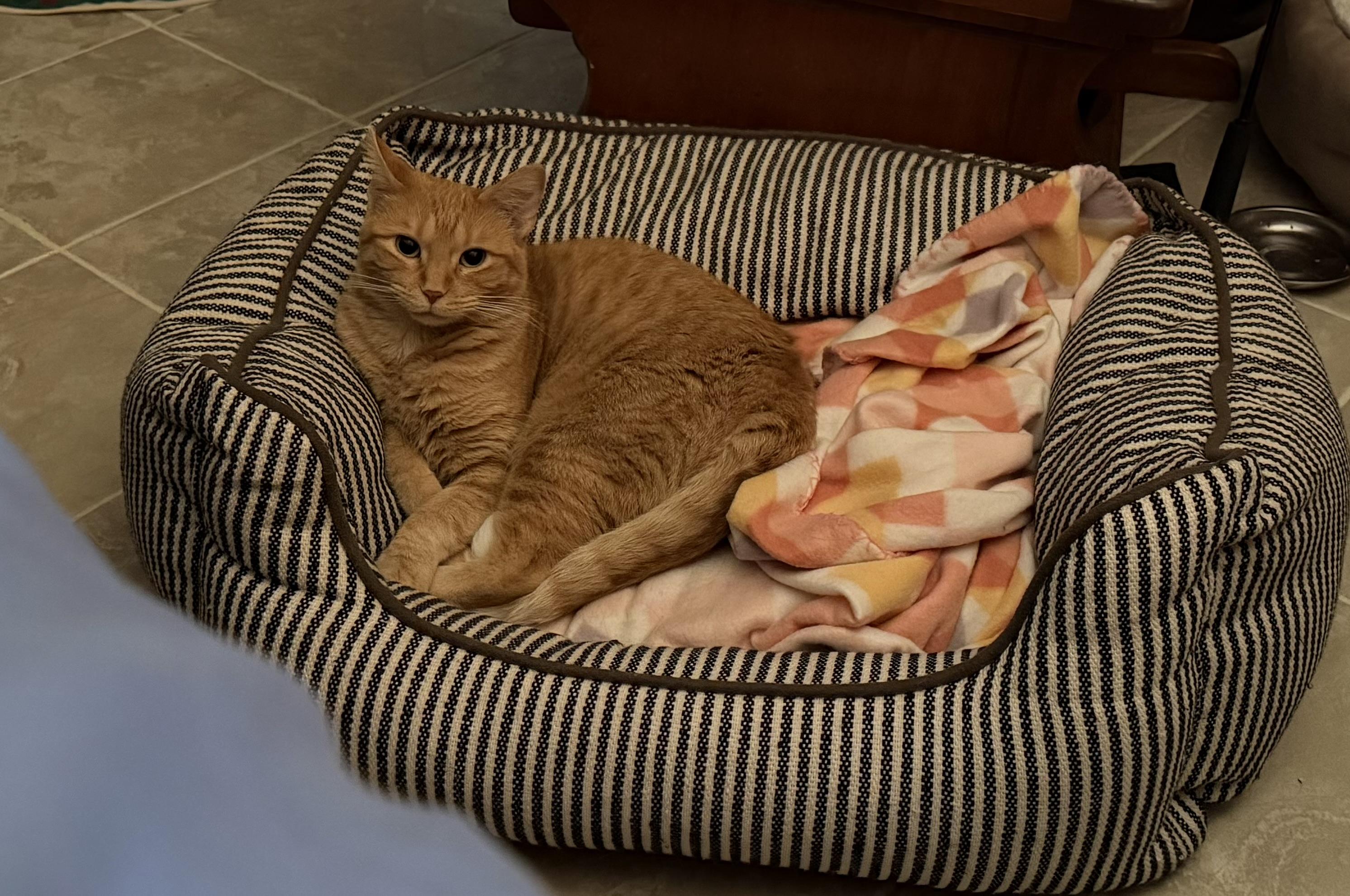 Enlarge Swan , a Adoptable Tabby in GALESVILLE, WI image 2/2