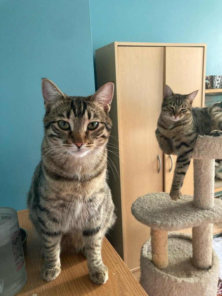 Hops & Maple, Adoptable, Young Male Domestic Short Hair.