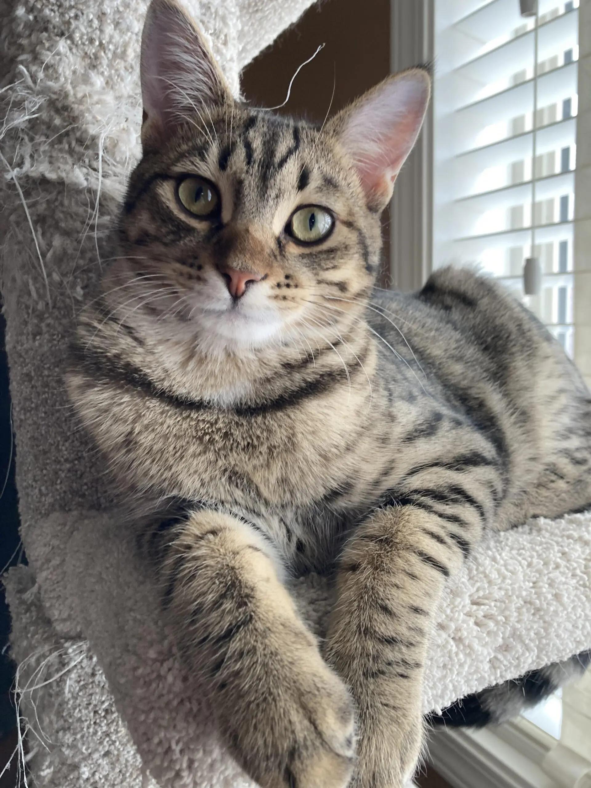 Enlarge Hops & Maple, a Adoptable Domestic Short Hair in Kimberley, BC image 2/6