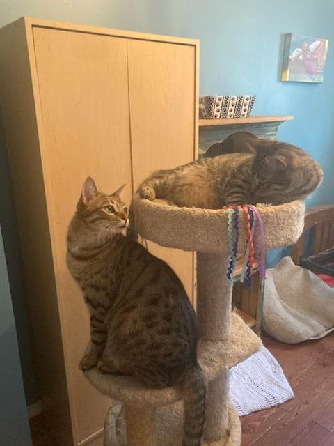 Enlarge Hops & Maple, a Adoptable Domestic Short Hair in Kimberley, BC image 6/6