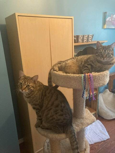 Enlarge Hops & Maple, a Adoptable Domestic Short Hair in Kimberley, BC image 3/6