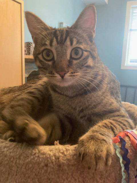 Enlarge Hops & Maple, a Adoptable Domestic Short Hair in Kimberley, BC image 5/6