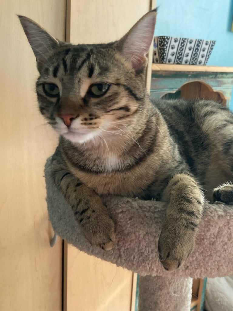 Enlarge Hops & Maple, a Adoptable Domestic Short Hair in Kimberley, BC image 4/6