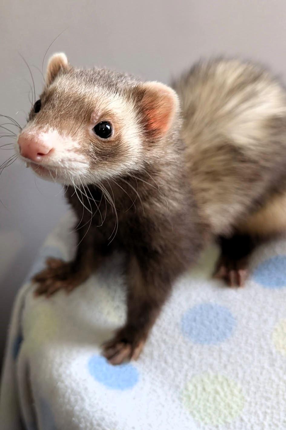 Enlarge Darren, a Adoptable Ferret in Cleveland, OH image 1/1