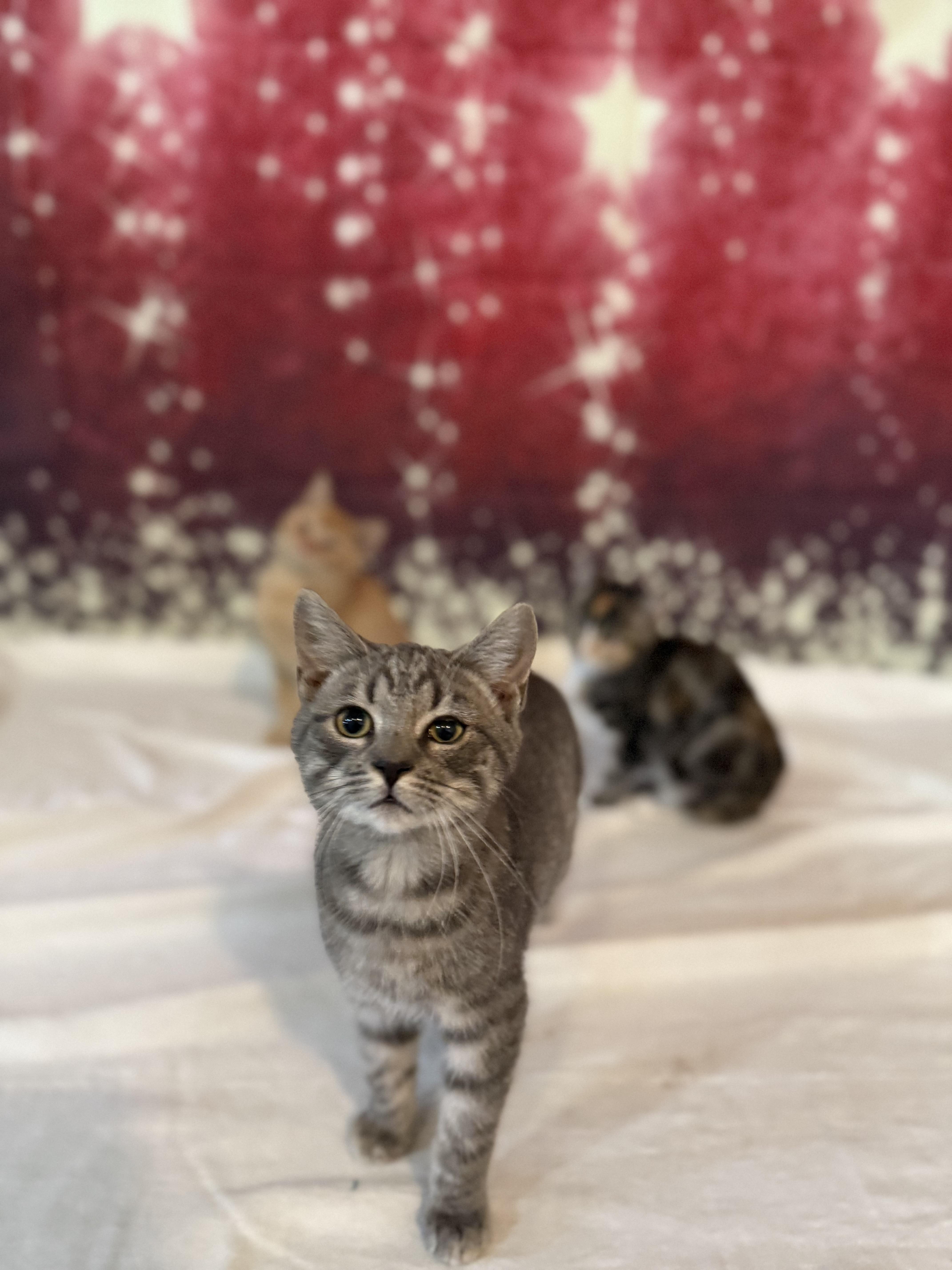 Enlarge Dusty , an adopted Domestic Short Hair in Eagleville, TN image 1/2