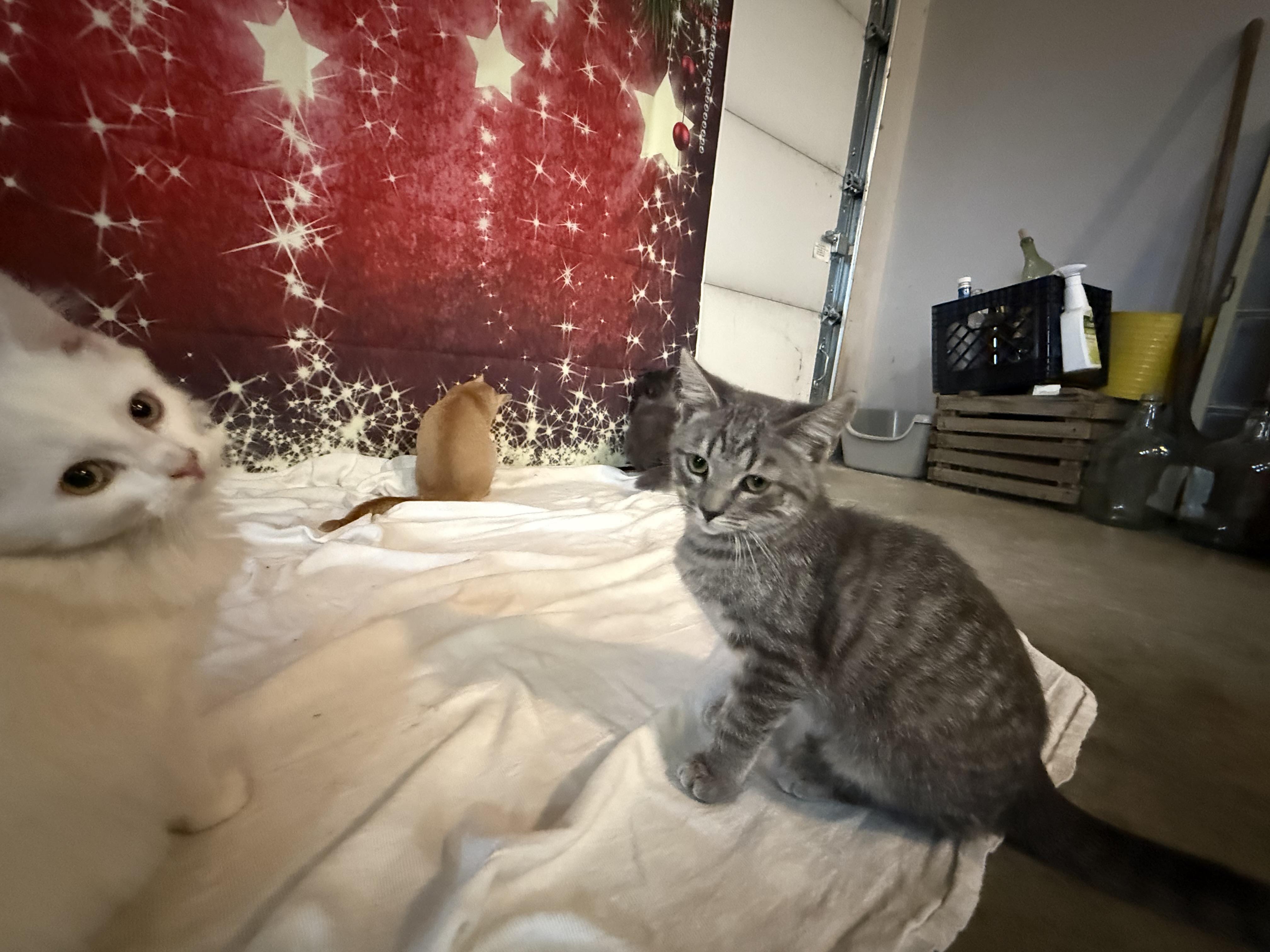 Enlarge Dusty , an adopted Domestic Short Hair in Eagleville, TN image 2/2