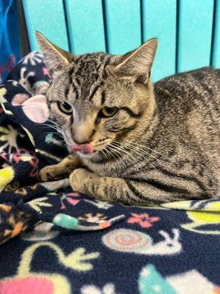 Miles, a ADOPTABLE Domestic Short Hair in Williamsport, PA image 2/2