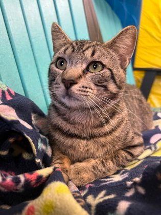 Miles, ADOPTABLE, Adult Male Domestic Short Hair.