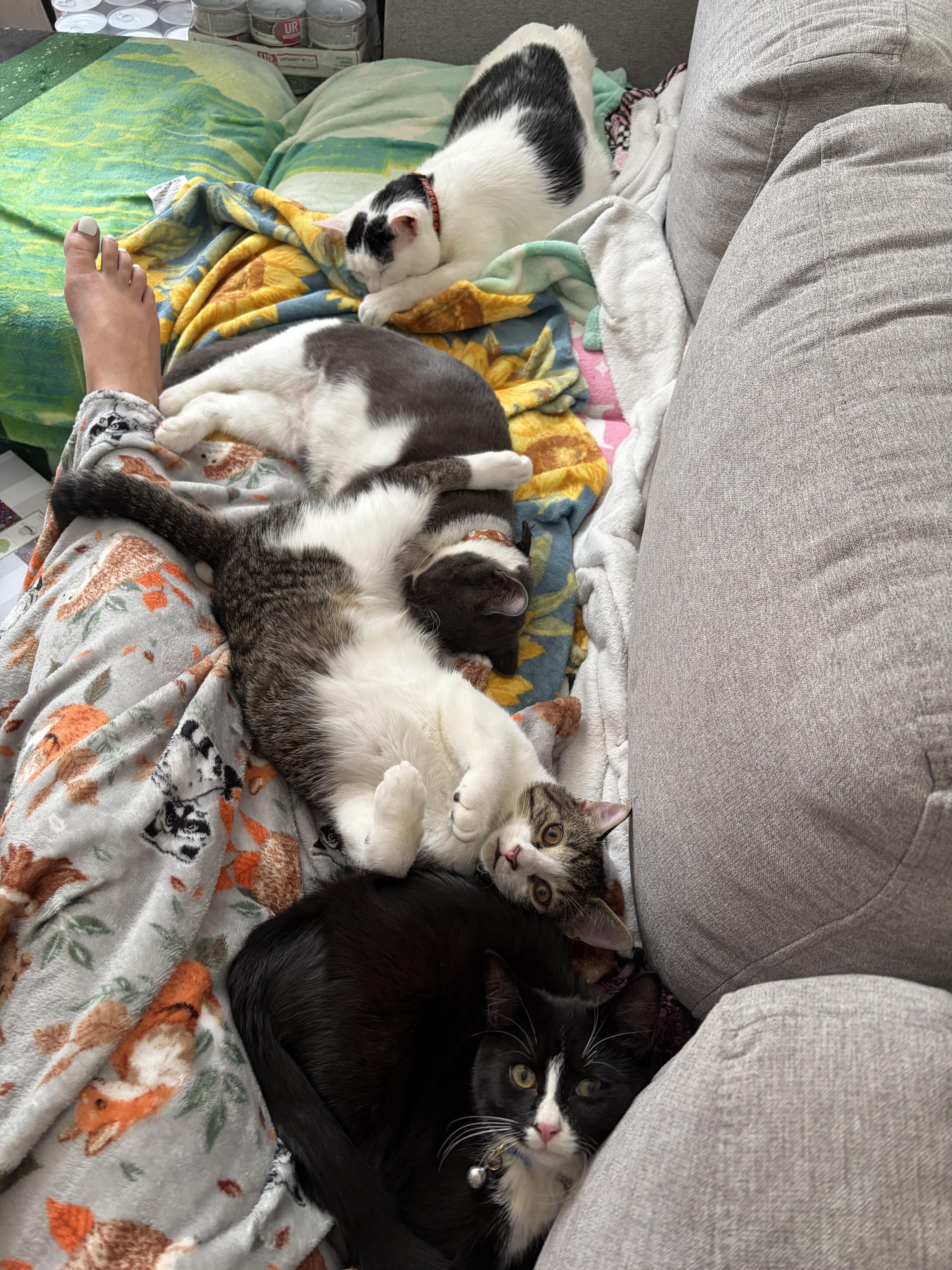 Enlarge Oatmeal, a Adoptable Domestic Short Hair in Bear, DE image 6/6