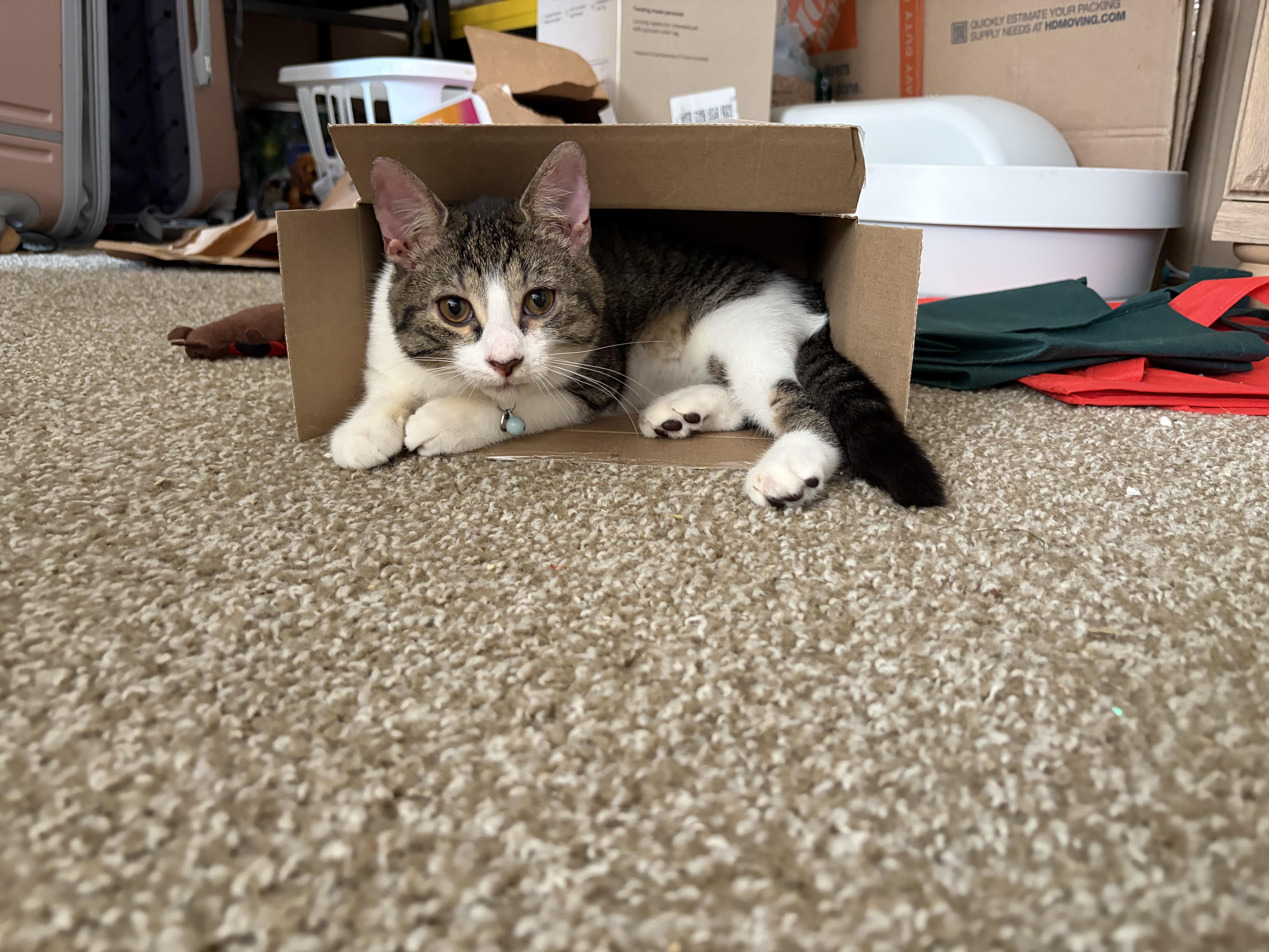 Oatmeal, Adoptable, Young Male Domestic Short Hair.