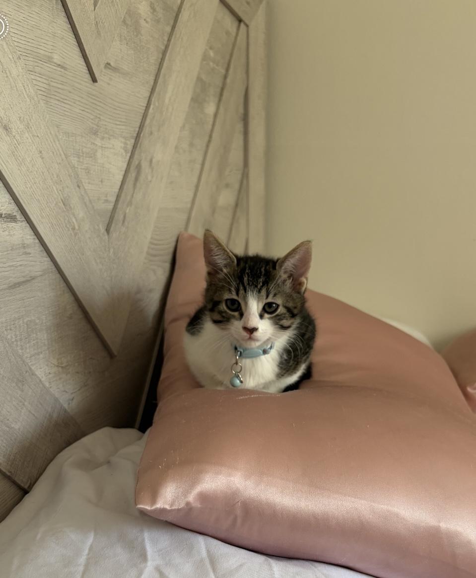 Oatmeal, a Adoptable Domestic Short Hair in Bear, DE image 1/5