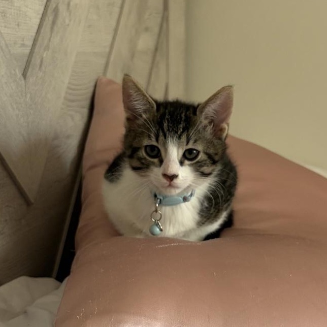 Enlarge Oatmeal, a Adoptable Domestic Short Hair in Bear, DE image 2/6