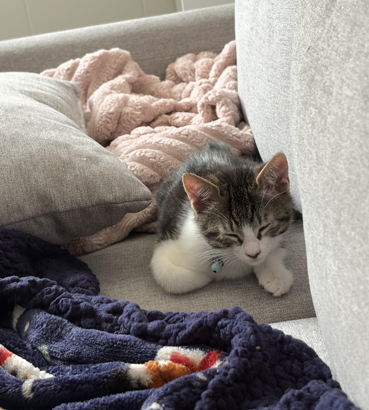 Oatmeal, a Adoptable Domestic Short Hair in Bear, DE image 3/5