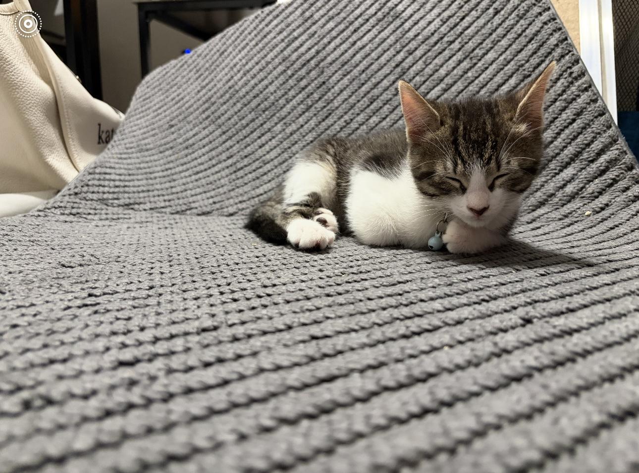 Oatmeal, a Adoptable Domestic Short Hair in Bear, DE image 4/5