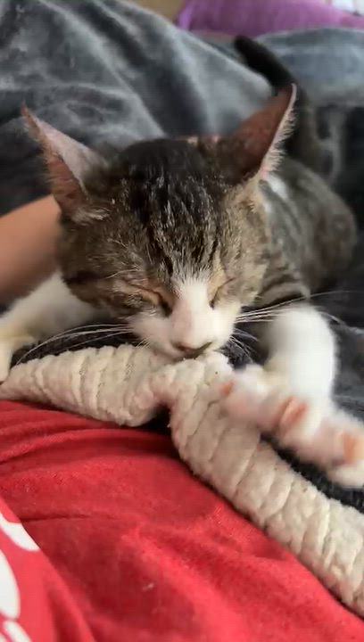 Enlarge Oatmeal, a Adoptable Domestic Short Hair in Bear, DE video 4/6