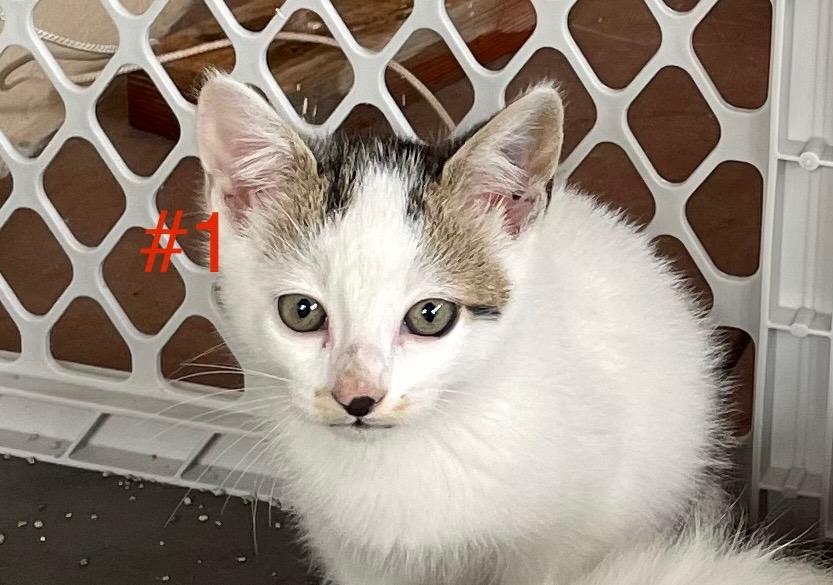 Coconut & Puff (kitten pair)