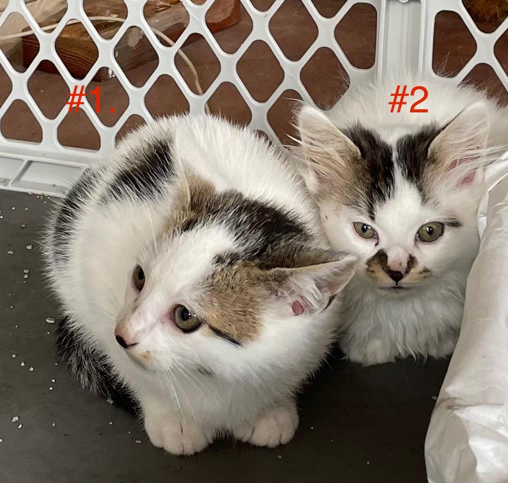 Coconut & Puff (kitten pair)