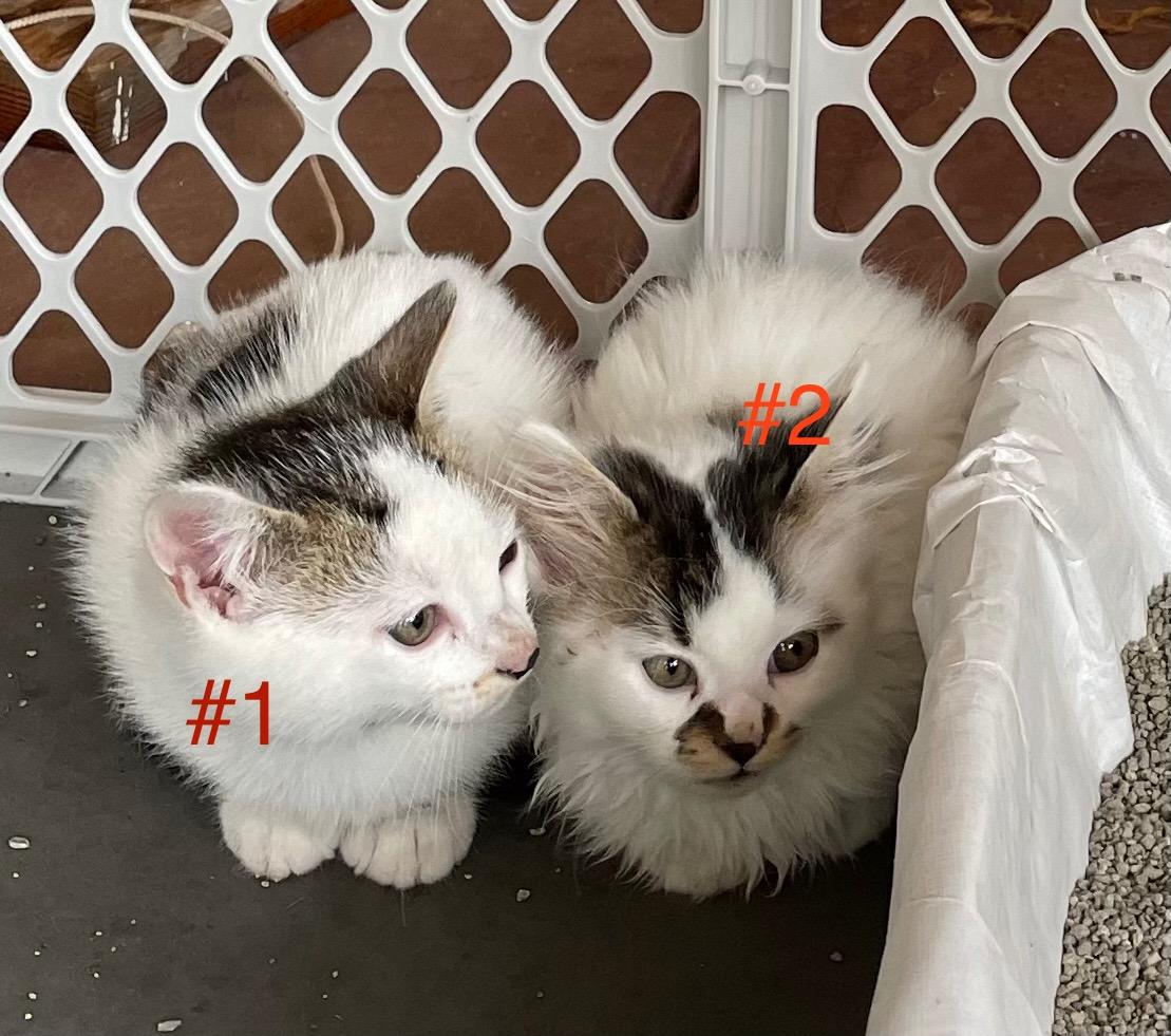 Coconut & Puff (kitten pair)