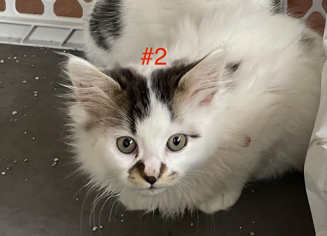 Coconut & Puff (kitten pair)