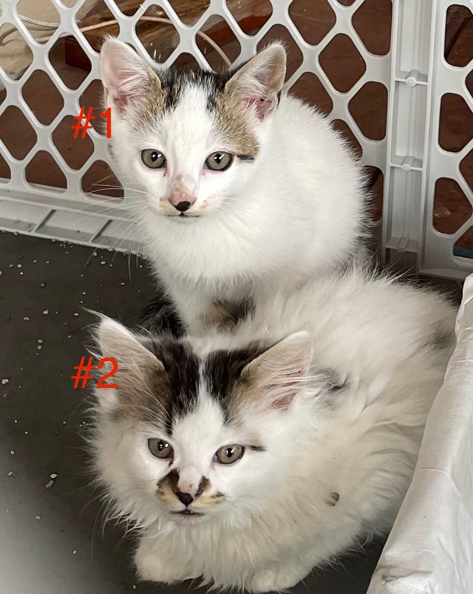 Coconut & Puff (kitten pair)
