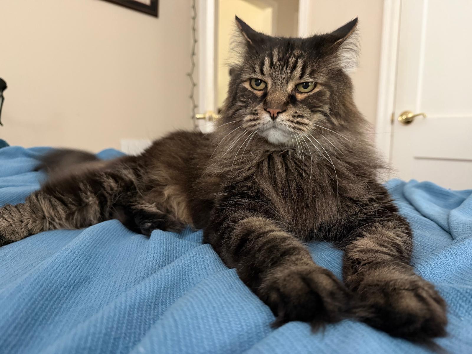 Reginald "Reggie", Adoptable, Senior Male Maine Coon & Domestic Long Hair.