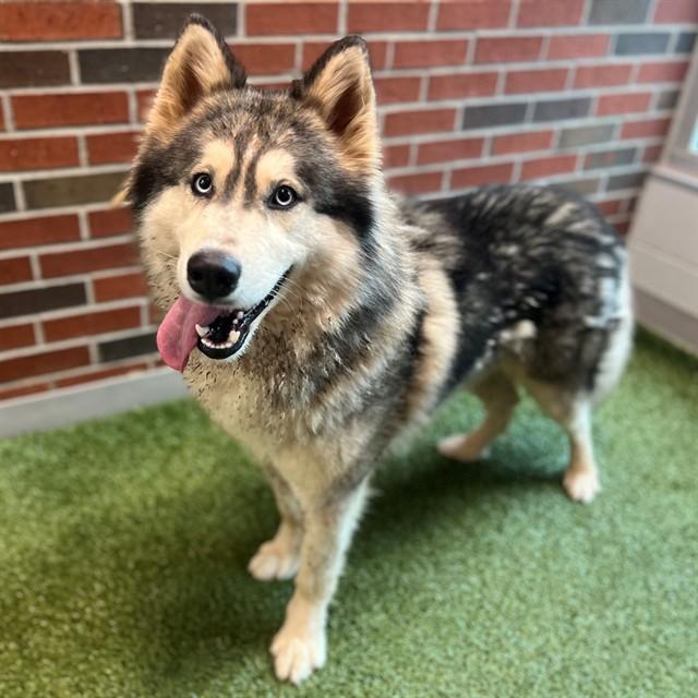 WILEY, Adoptable, Young Male Husky.