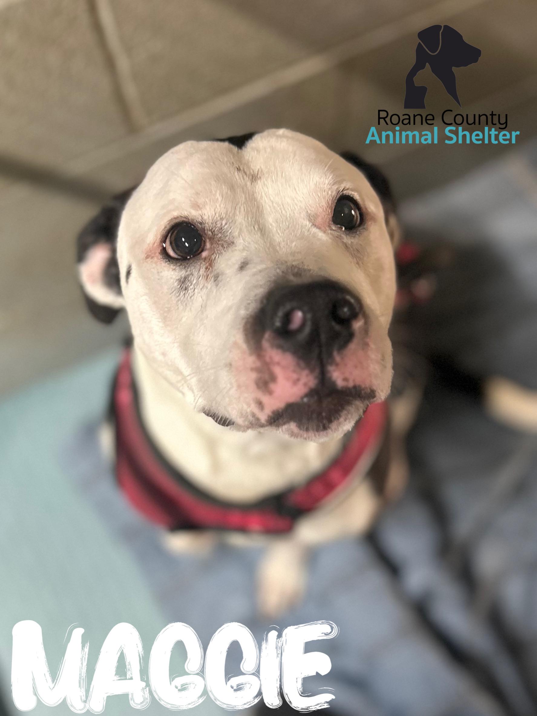 Maggie , ADOPTABLE, Adult Female Pit Bull Terrier.