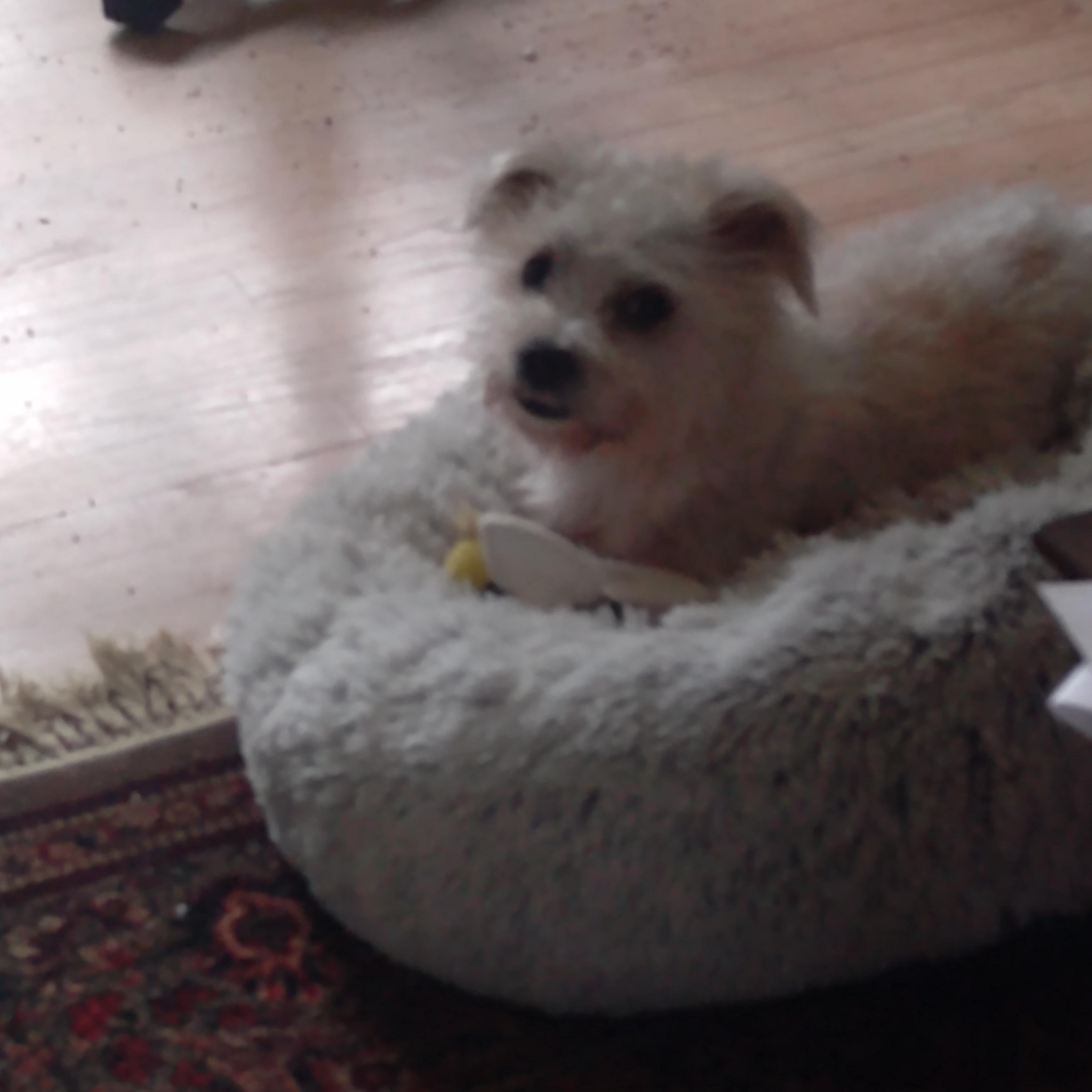 Milo photo 6