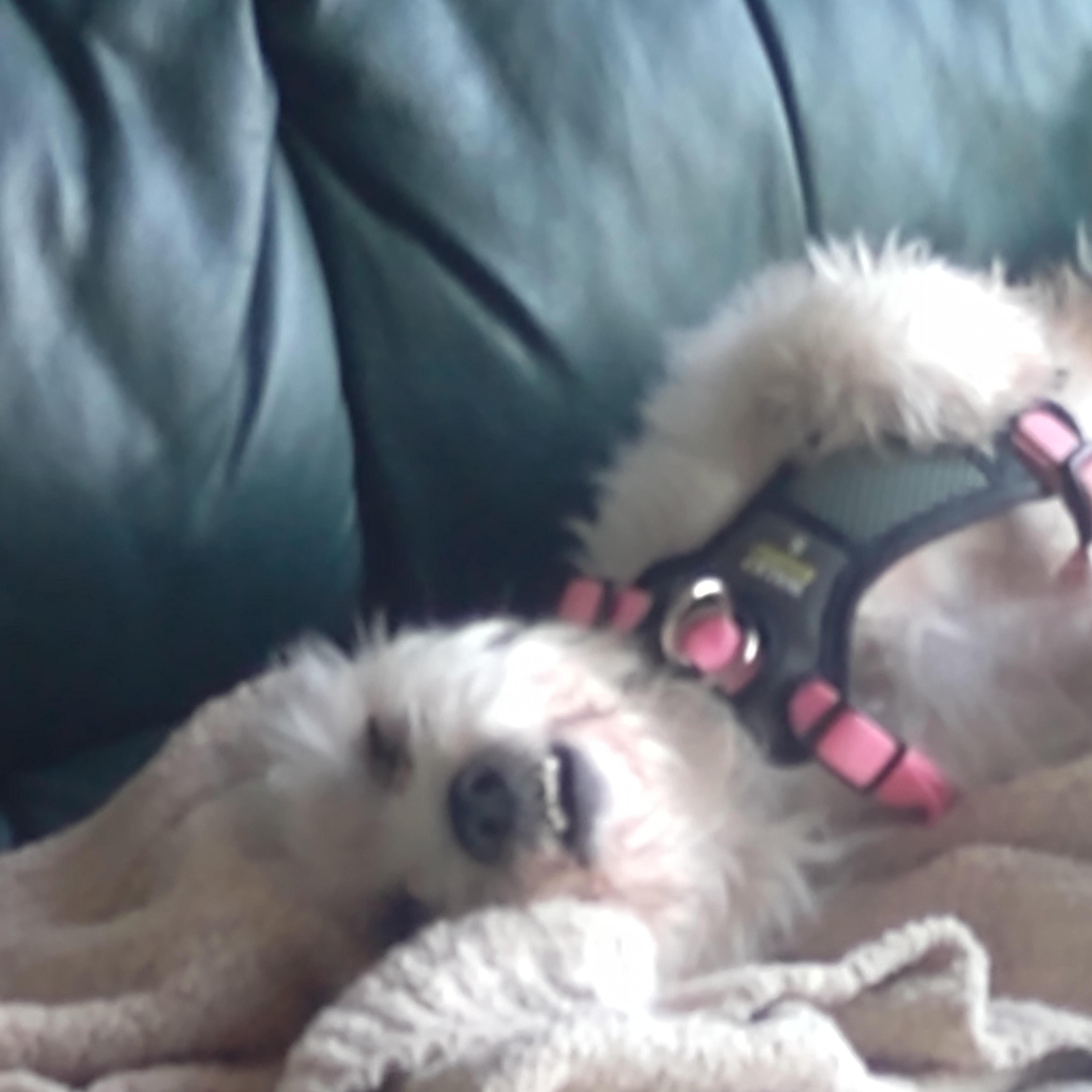 Milo photo 5