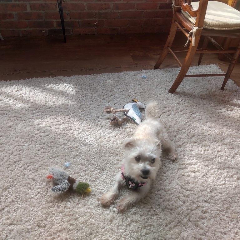 Milo photo 2