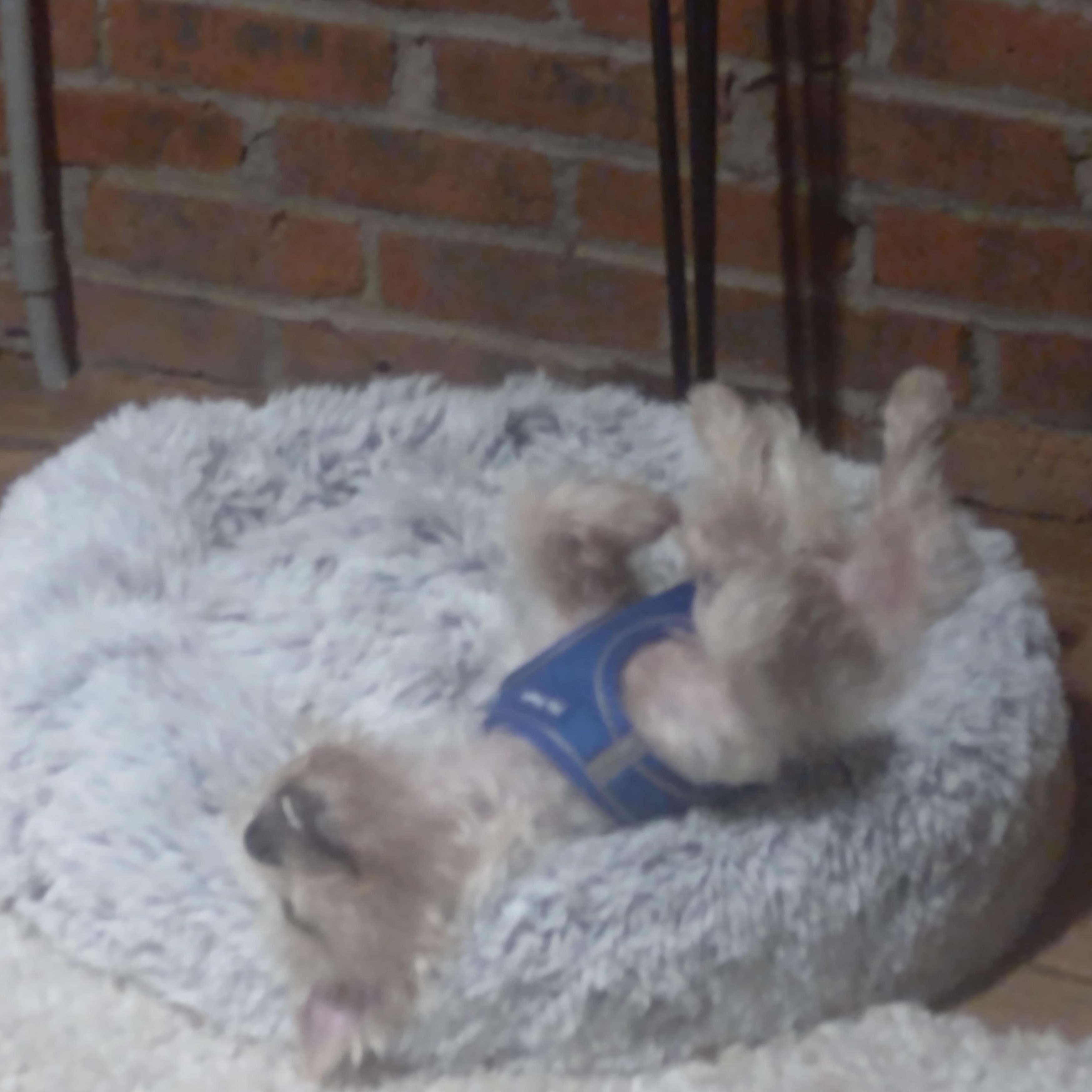 Milo photo 3