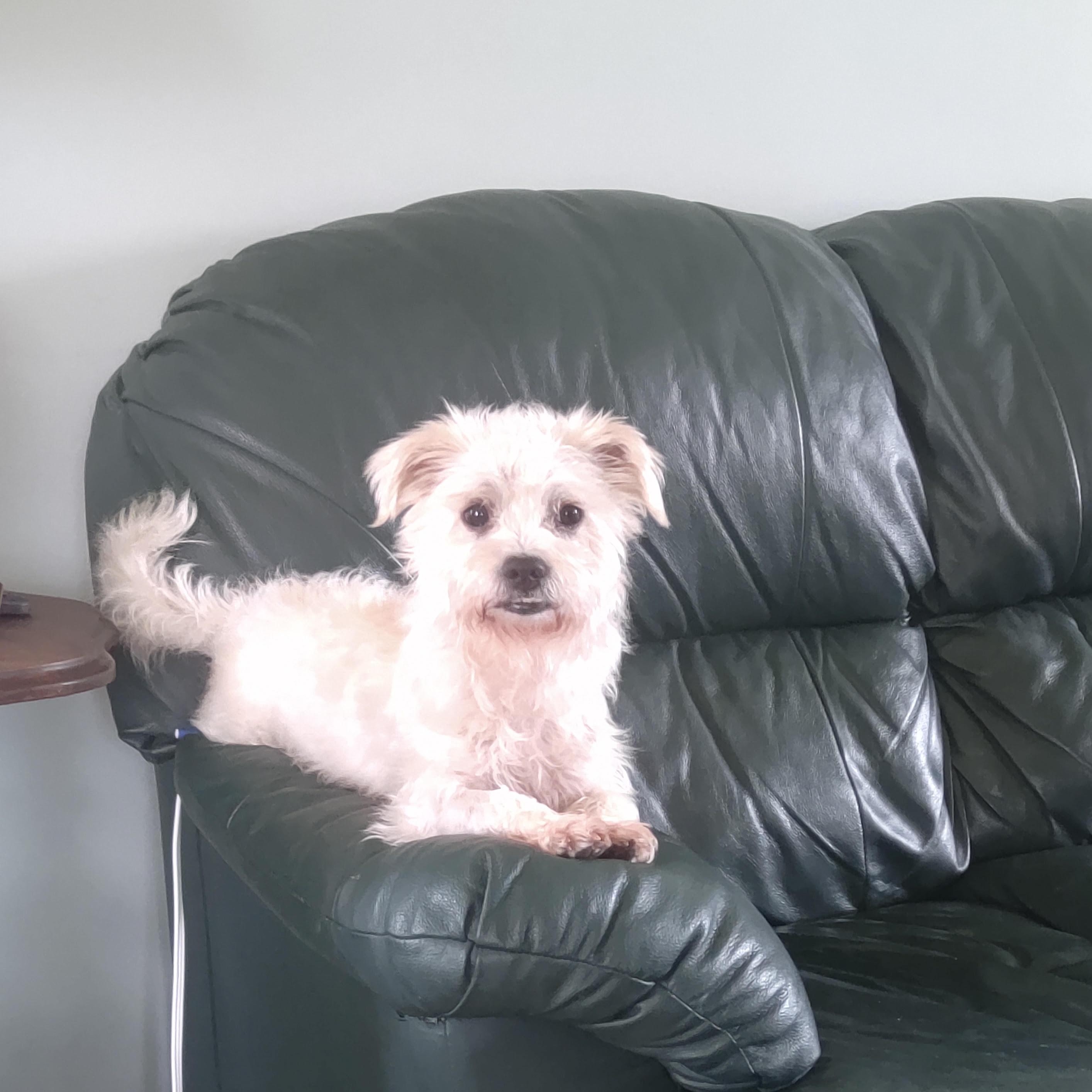 Milo photo 4