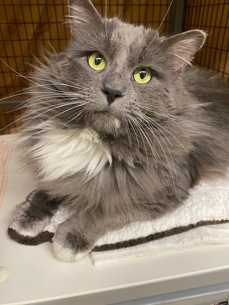 Valentino, Adoptable, Adult Male Domestic Long Hair.