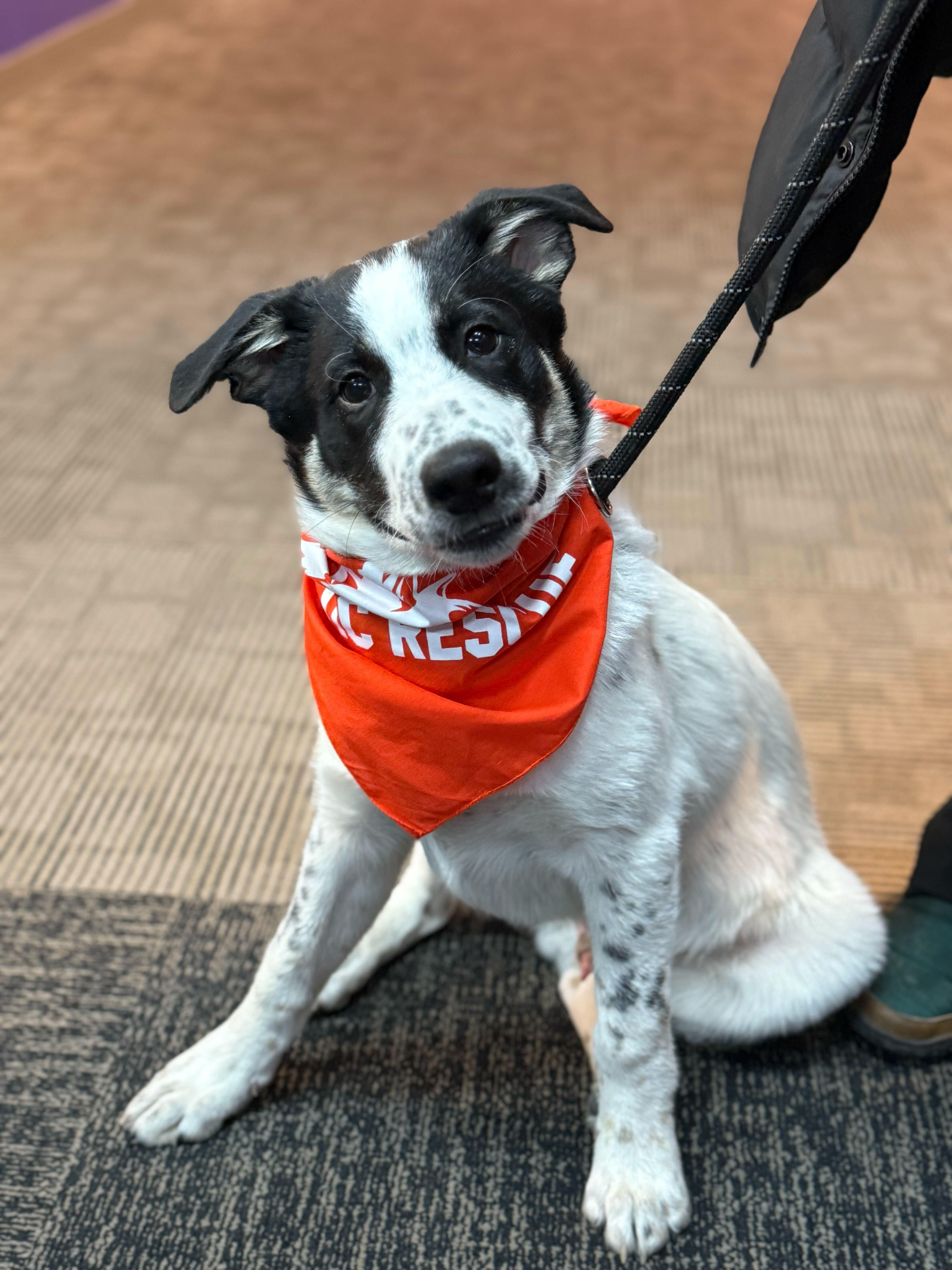 Enlarge Sumac, a Adoptable mixed breed in Cottonwood Heights, UT image 1/6