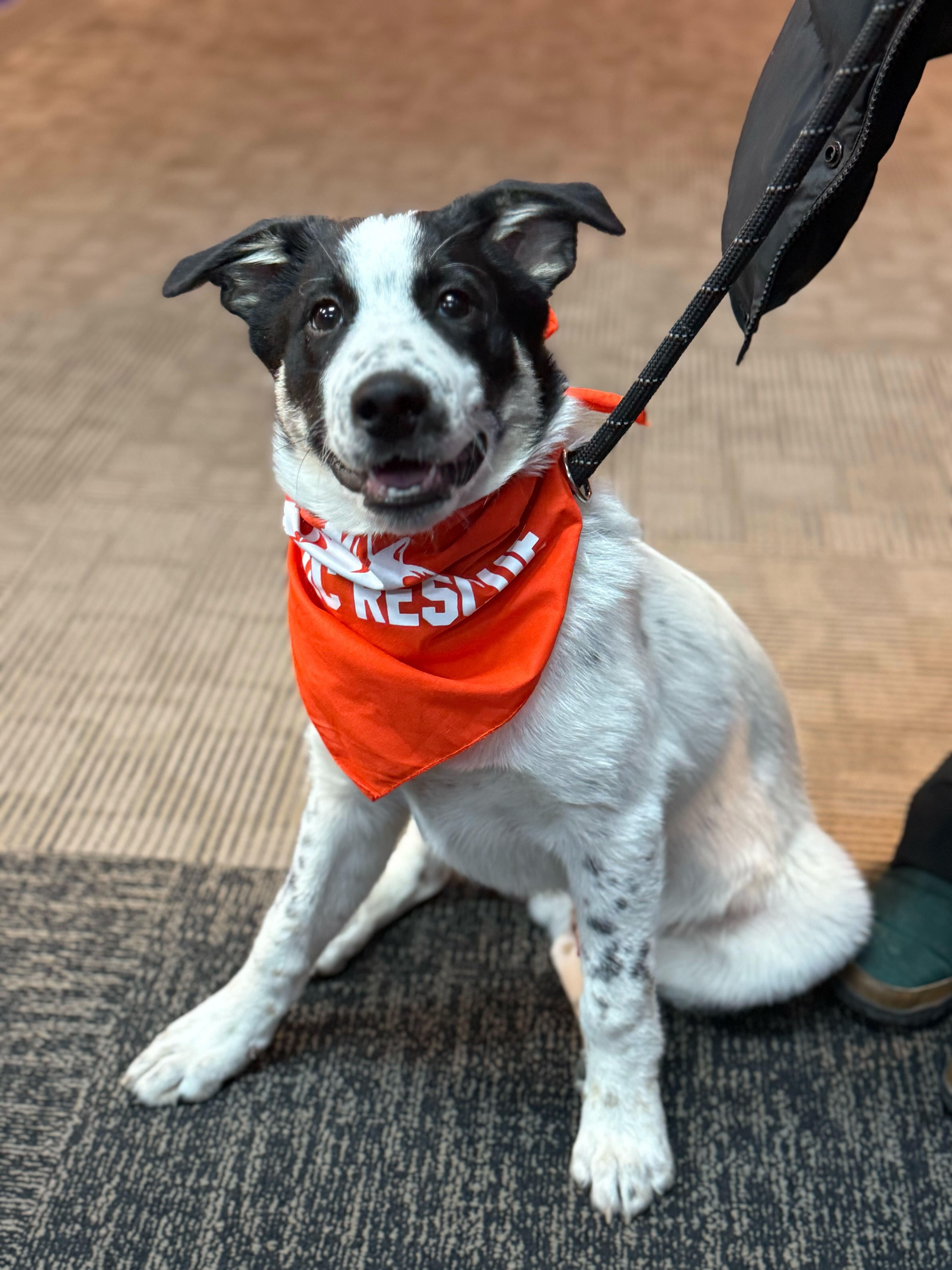 Enlarge Sumac, a Adoptable mixed breed in Cottonwood Heights, UT image 2/6