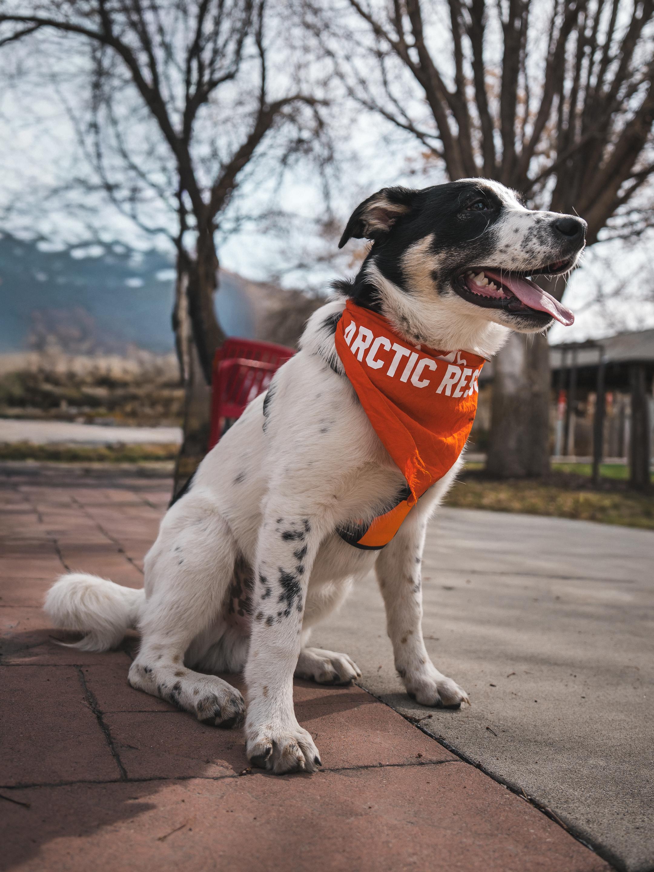 Enlarge Sumac, a Adoptable mixed breed in Cottonwood Heights, UT image 2/6